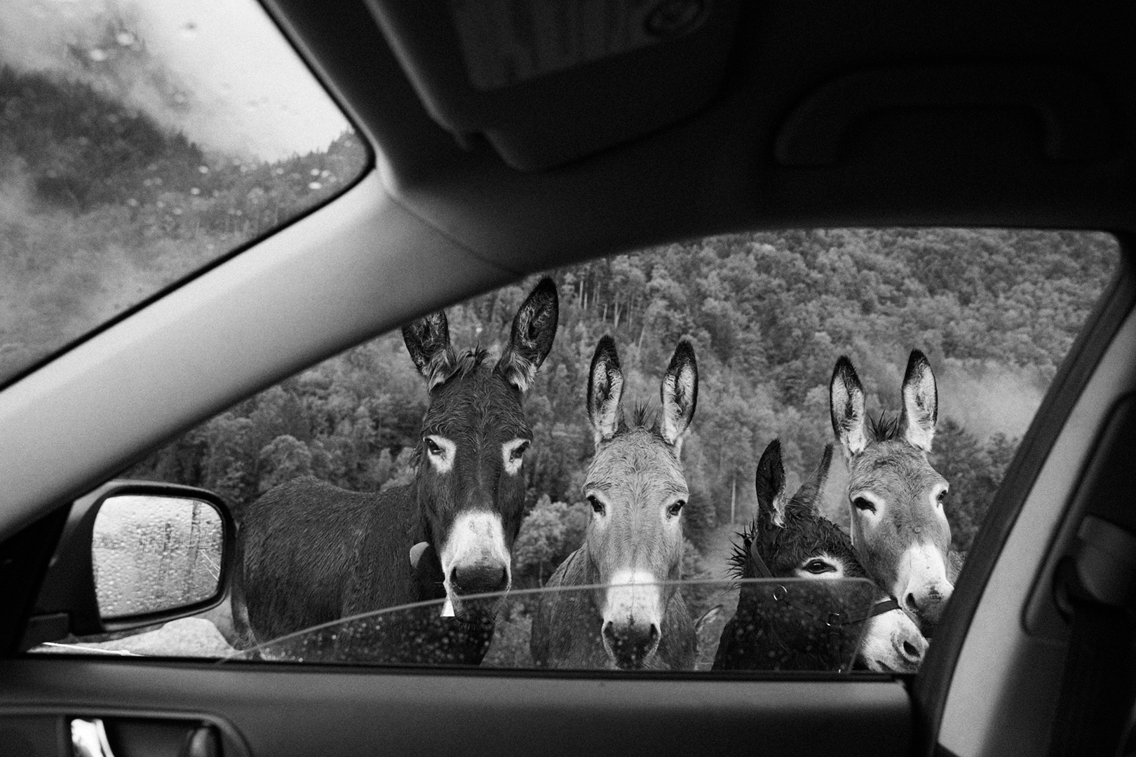 Donkeys