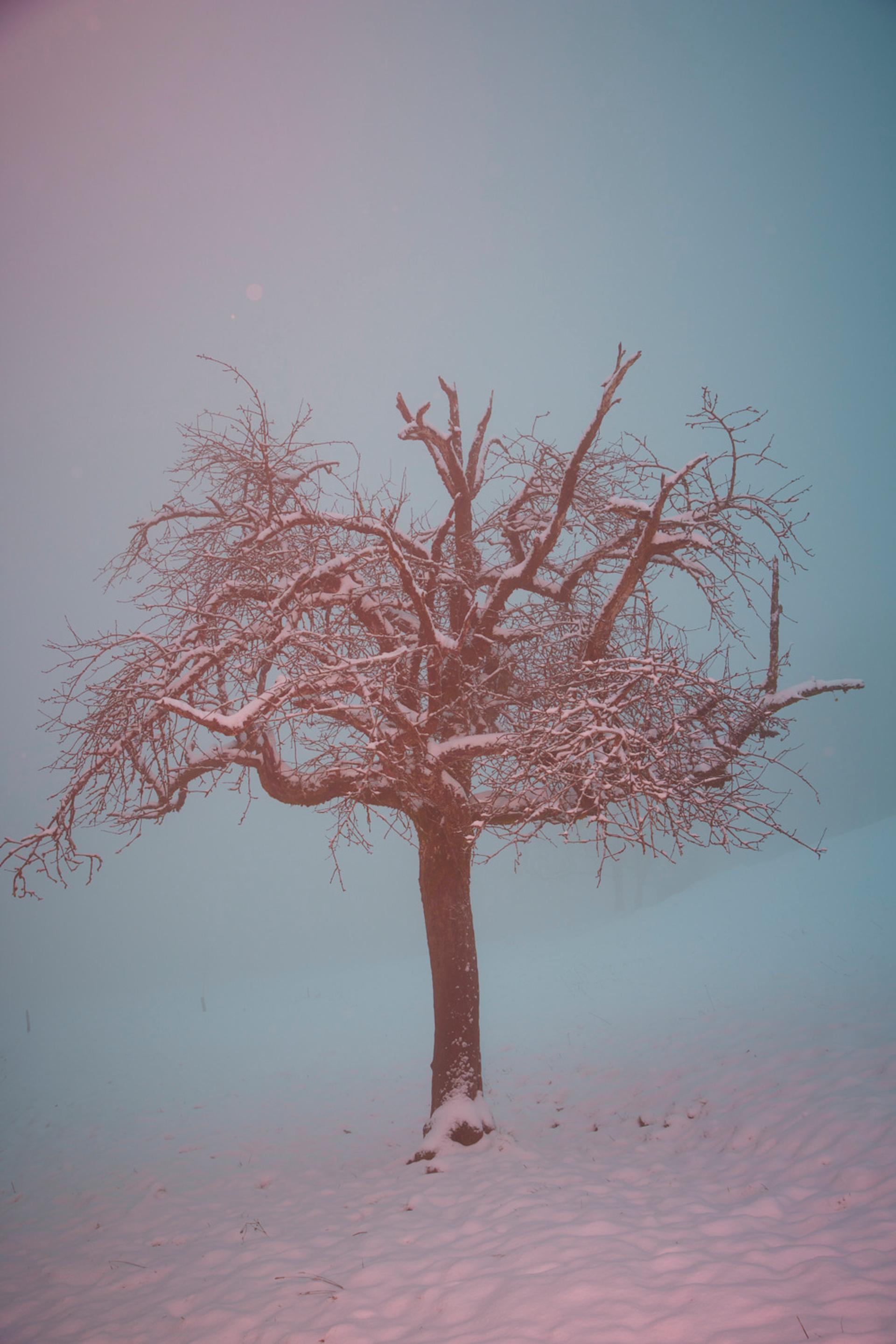 Discotrees